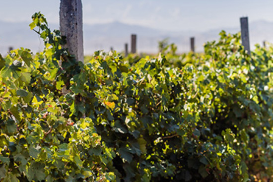 賀蘭山東麓葡萄酒莊的旅游熱 賀蘭山東麓葡萄酒莊的旅游熱