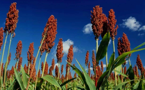 酬謝恩師,籌辦酒宴,白酒就選辭典酒(國(guó)際版)! 酬謝恩師,籌辦酒宴,白酒就選辭典酒(國(guó)際版)!