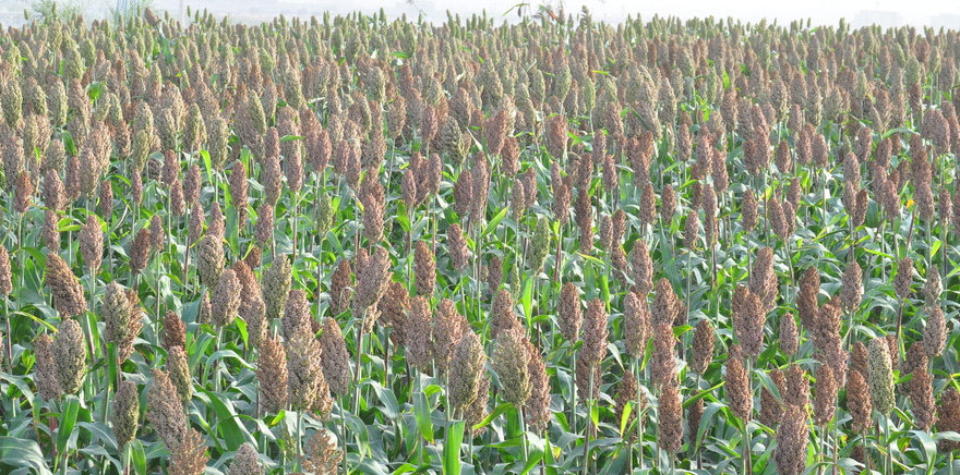 黑土地酒業(yè)