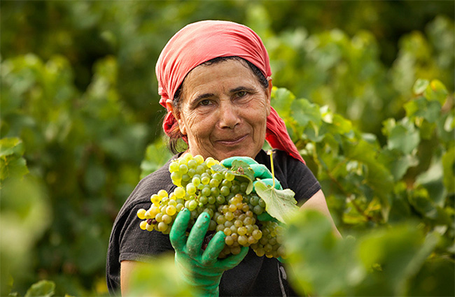 大愛西拉干紅葡萄酒